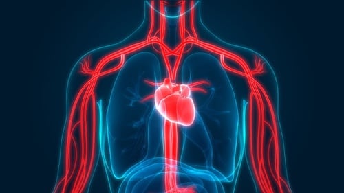 Detail Gambar Organ Peredaran Darah Manusia Tanpa Keterangan Nomer 9