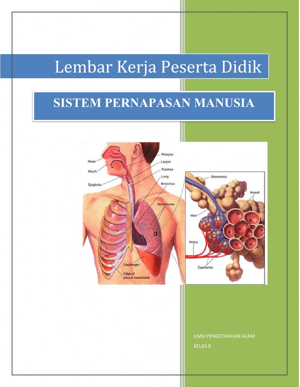 Detail Gambar Organ Pernapasan Gerak Hewan Dan Manusia Nomer 12