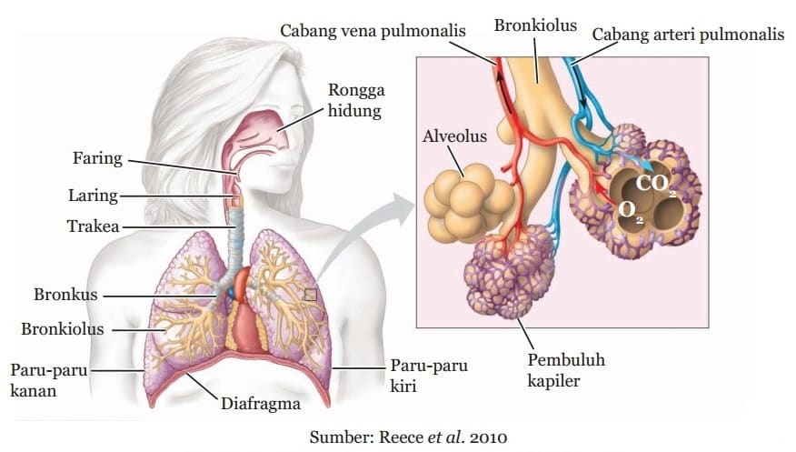 Detail Gambar Organ Pernapasan Gerak Hewan Dan Manusia Nomer 18