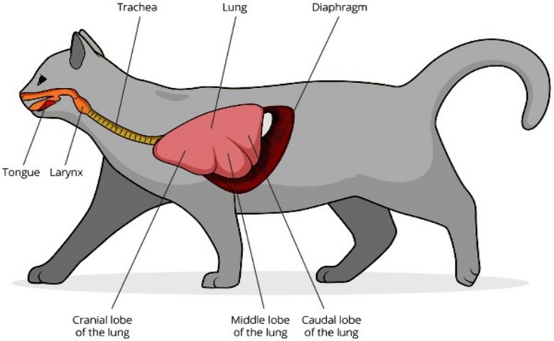 Detail Gambar Organ Pernapasan Gerak Hewan Dan Manusia Nomer 3