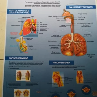 Detail Gambar Organ Pernapasan Gerak Hewan Dan Manusia Nomer 31