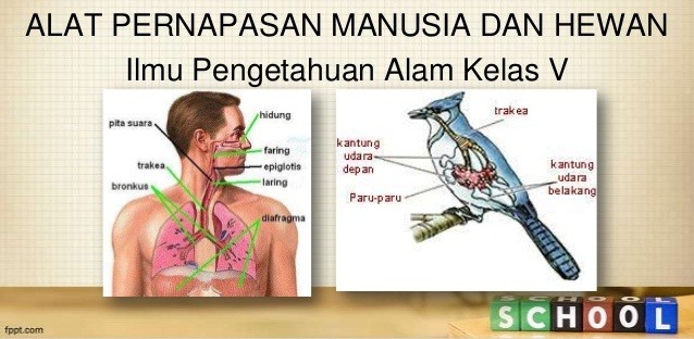 Detail Gambar Organ Pernapasan Gerak Hewan Dan Manusia Nomer 41