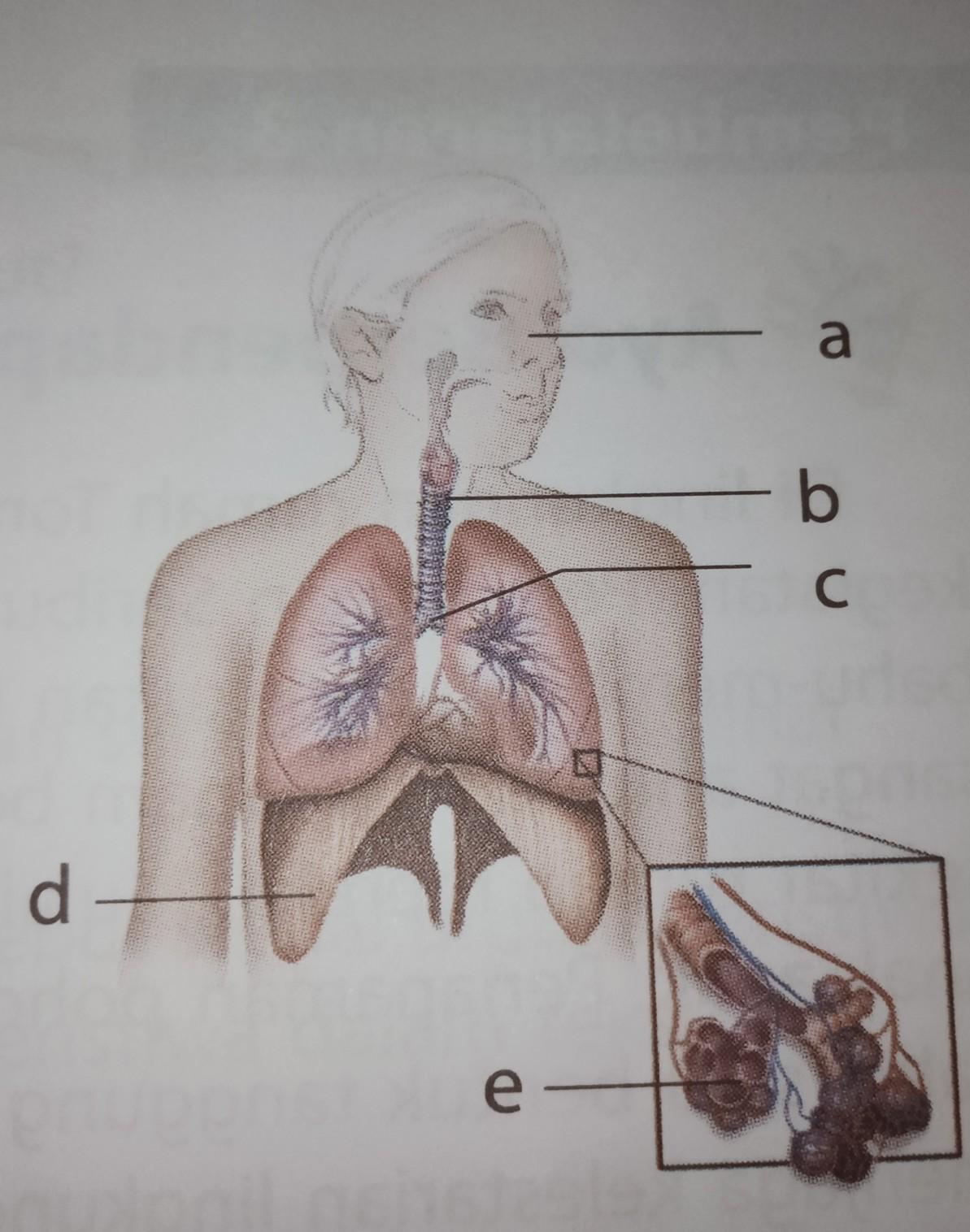 Detail Gambar Organ Pernapasan Gerak Hewan Dan Manusia Nomer 54