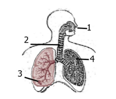 Detail Gambar Organ Pernapasan Manusia Tanpa Keterangan Nomer 11