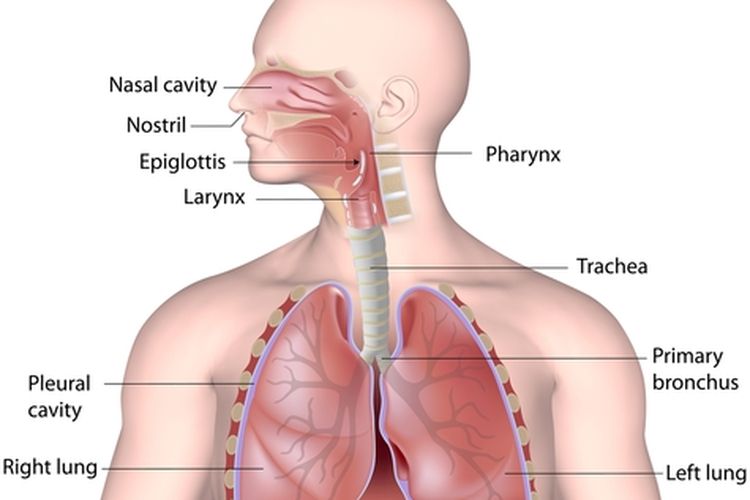 Detail Gambar Organ Pernapasan Manusia Tanpa Keterangan Nomer 29