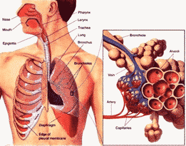 Detail Gambar Organ Pernapasan Manusia Tanpa Keterangan Nomer 30