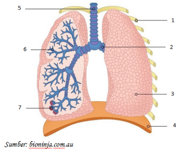 Detail Gambar Organ Pernapasan Manusia Tanpa Keterangan Nomer 35