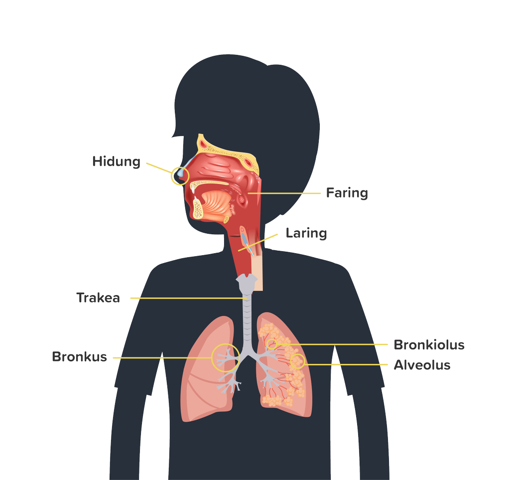 Detail Gambar Organ Pernapasan Manusia Tanpa Keterangan Nomer 38