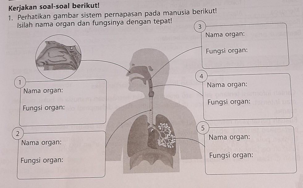 Detail Gambar Organ Pernapasan Manusia Tanpa Keterangan Nomer 44