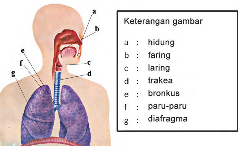 Detail Gambar Organ Pernapasan Pada Manusia Nomer 14