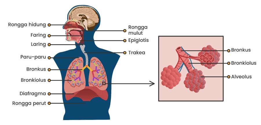 Detail Gambar Organ Pernapasan Pada Manusia Nomer 18