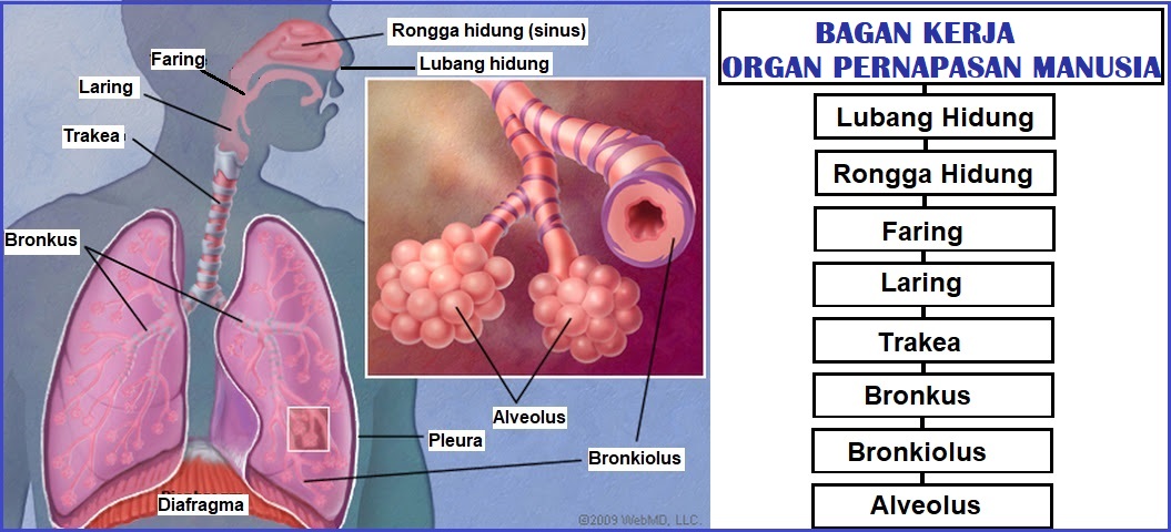 Detail Gambar Organ Pernapasan Pada Manusia Nomer 32