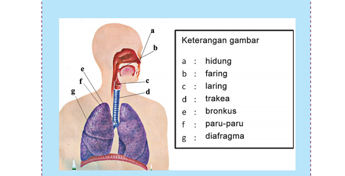 Detail Gambar Organ Pernapasan Pada Manusia Nomer 33