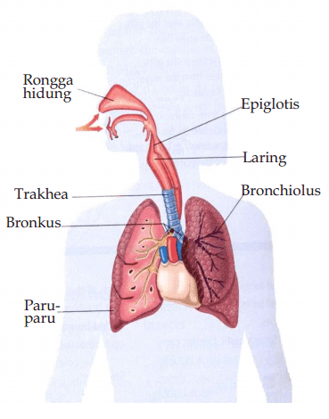 Detail Gambar Organ Pernapasan Pada Manusia Nomer 37