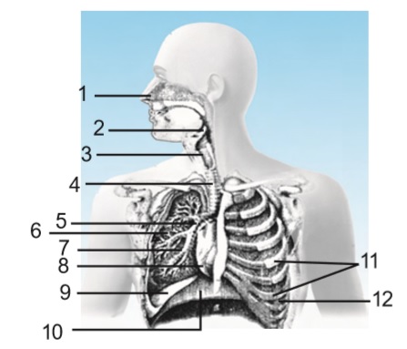 Detail Gambar Organ Pernapasan Pada Manusia Nomer 38