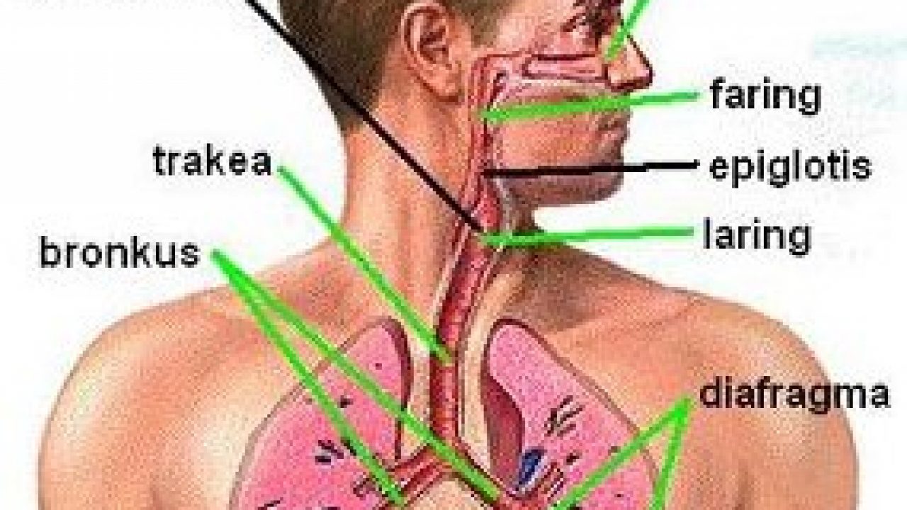 Detail Gambar Organ Pernapasan Pada Manusia Nomer 48