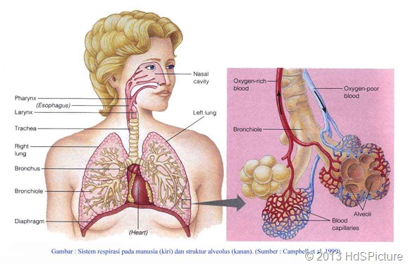 Detail Gambar Organ Pernapasan Pada Manusia Nomer 49
