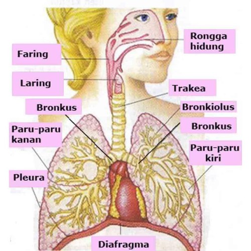 Detail Gambar Organ Pernapasan Pada Manusia Nomer 53