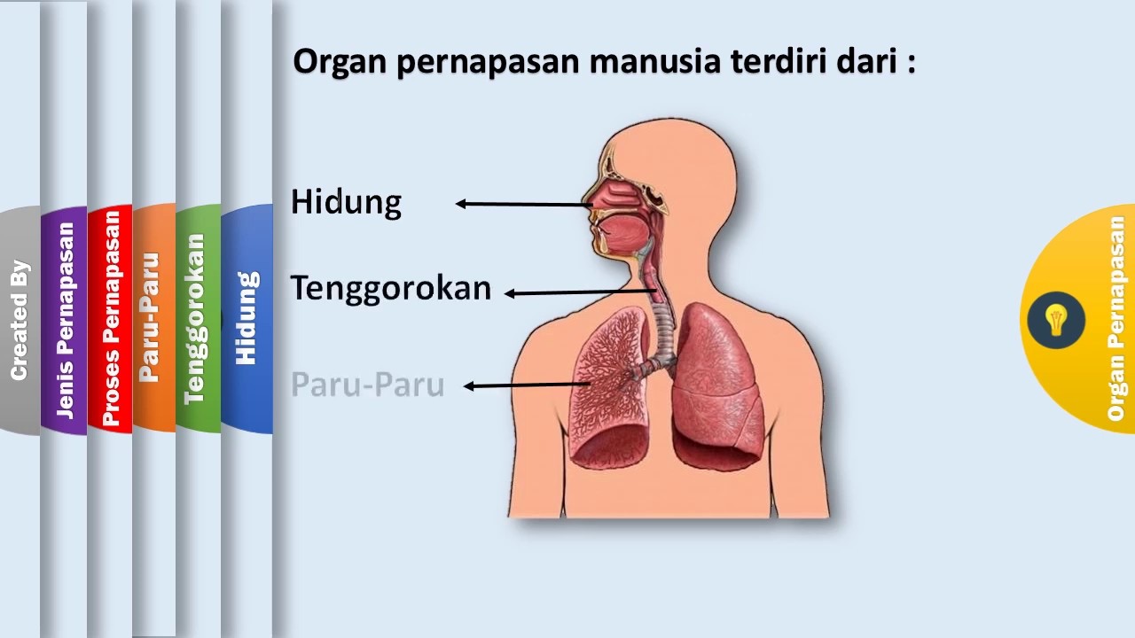 Detail Gambar Organ Pernapasan Pada Manusia Nomer 54