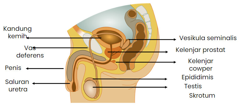 Detail Gambar Organ Reproduksi Manusia Nomer 17