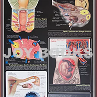 Detail Gambar Organ Reproduksi Manusia Nomer 45