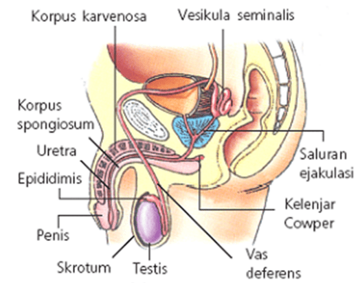 Detail Gambar Organ Reproduksi Manusia Nomer 46