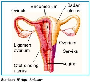 Detail Gambar Organ Reproduksi Manusia Nomer 8