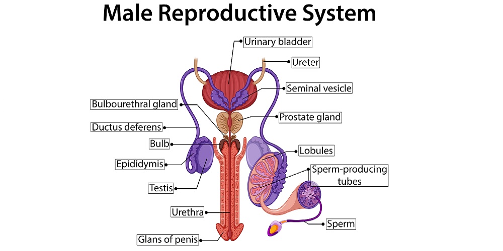 Detail Gambar Organ Reproduksi Pria Dan Fungsinya Nomer 13