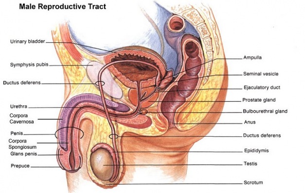 Detail Gambar Organ Reproduksi Pria Dan Fungsinya Nomer 14