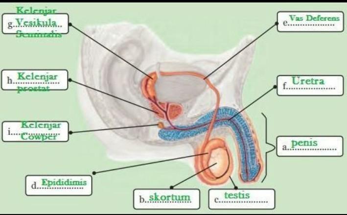 Detail Gambar Organ Reproduksi Pria Dan Fungsinya Nomer 19