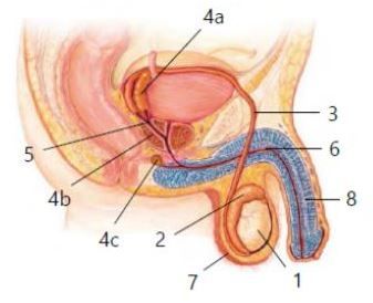 Detail Gambar Organ Reproduksi Pria Dan Fungsinya Nomer 20