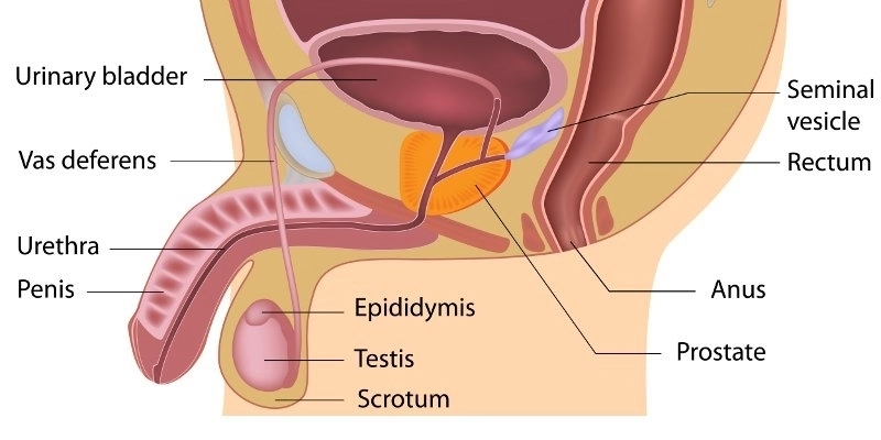 Detail Gambar Organ Reproduksi Pria Dan Fungsinya Nomer 23