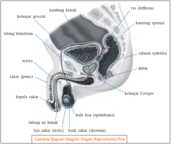 Detail Gambar Organ Reproduksi Pria Dan Fungsinya Nomer 31