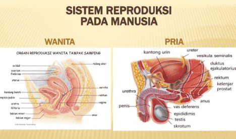 Detail Gambar Organ Reproduksi Pria Dan Fungsinya Nomer 33