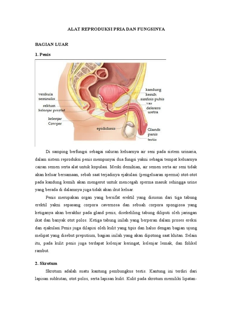 Detail Gambar Organ Reproduksi Pria Dan Fungsinya Nomer 35