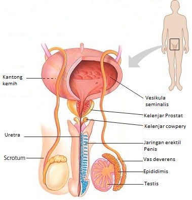 Detail Gambar Organ Reproduksi Pria Dan Fungsinya Nomer 46