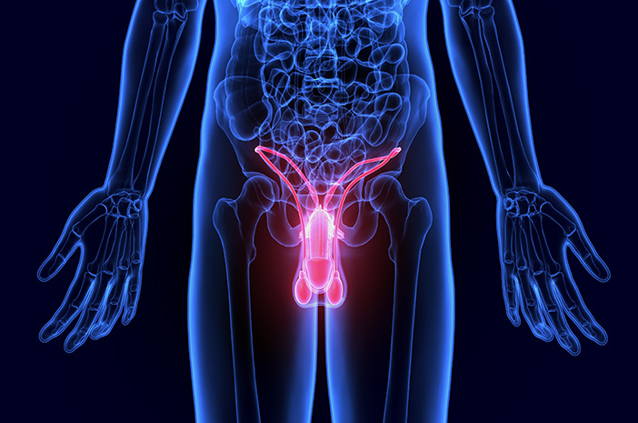 Detail Gambar Organ Reproduksi Pria Dan Fungsinya Nomer 47