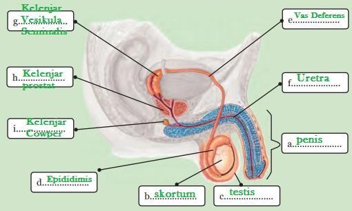 Detail Gambar Organ Reproduksi Pria Dan Fungsinya Nomer 7