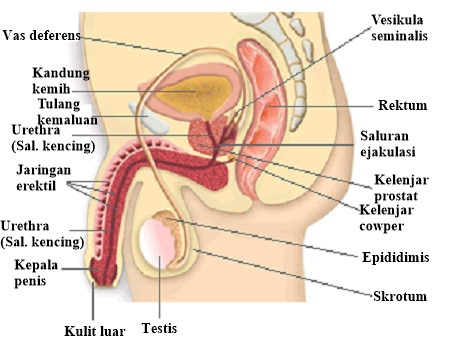 Detail Gambar Organ Reproduksi Pria Dan Fungsinya Nomer 8