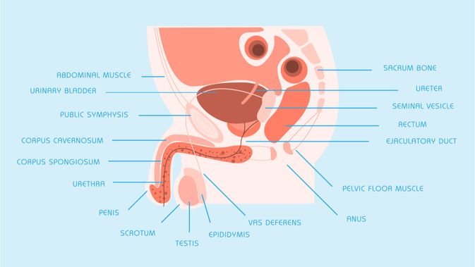 Detail Gambar Organ Reproduksi Pria Dan Fungsinya Nomer 9