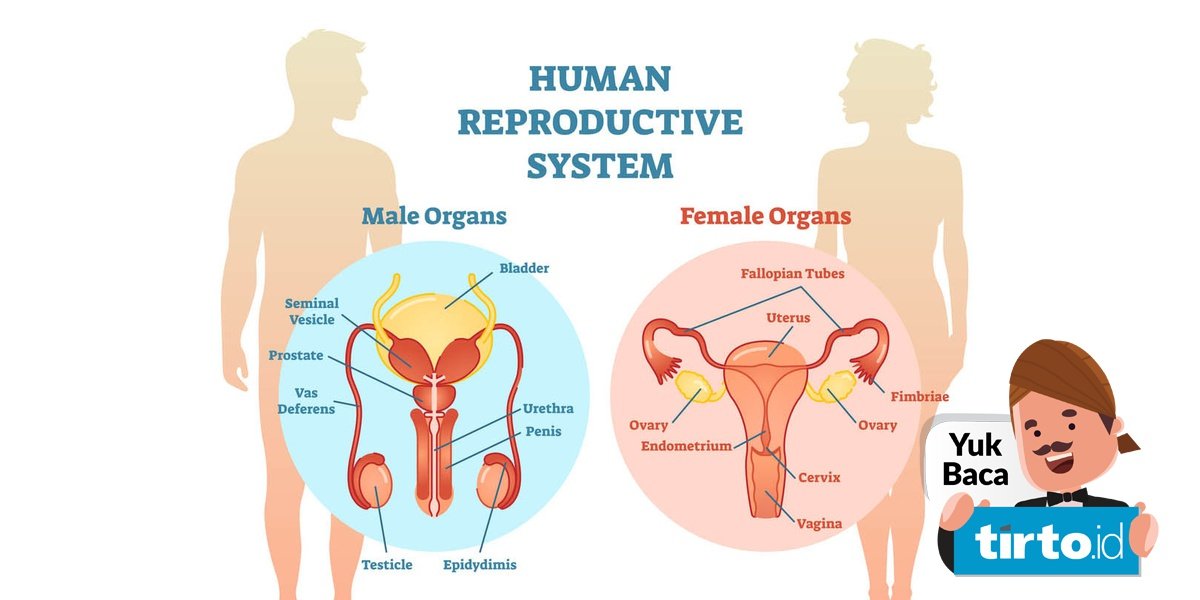 Detail Gambar Organ Reproduksi Pria Dan Fungsinya Nomer 10