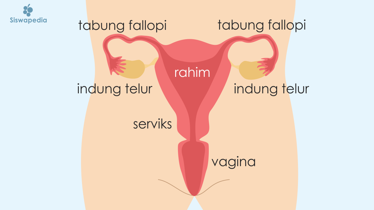 Detail Gambar Organ Reproduksi Wanita Beserta Fungsinya Nomer 10