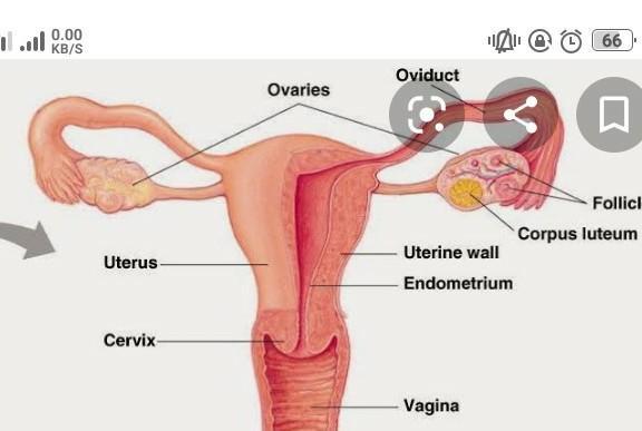 Detail Gambar Organ Reproduksi Wanita Beserta Fungsinya Nomer 17