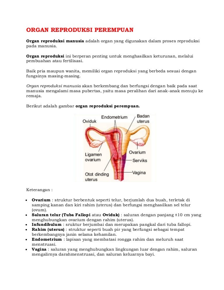 Detail Gambar Organ Reproduksi Wanita Beserta Fungsinya Nomer 20