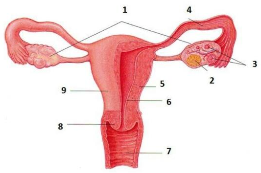 Detail Gambar Organ Reproduksi Wanita Beserta Fungsinya Nomer 25