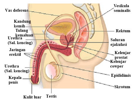 Detail Gambar Organ Reproduksi Wanita Beserta Fungsinya Nomer 29
