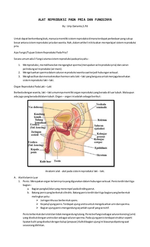 Detail Gambar Organ Reproduksi Wanita Beserta Fungsinya Nomer 33