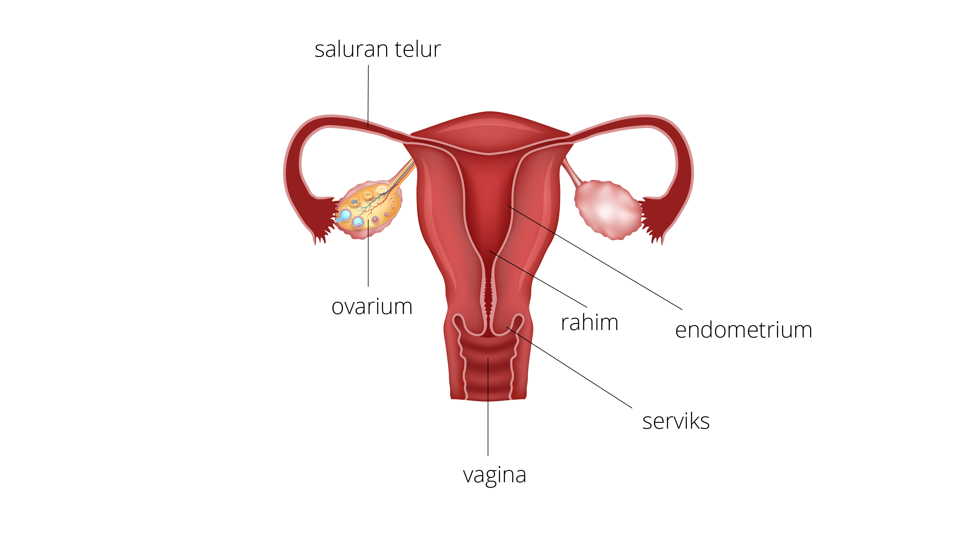 Detail Gambar Organ Reproduksi Wanita Beserta Fungsinya Nomer 4