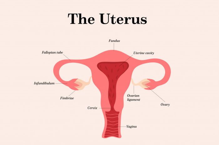 Detail Gambar Organ Reproduksi Wanita Beserta Fungsinya Nomer 37