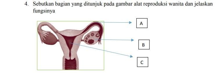 Detail Gambar Organ Reproduksi Wanita Beserta Fungsinya Nomer 41